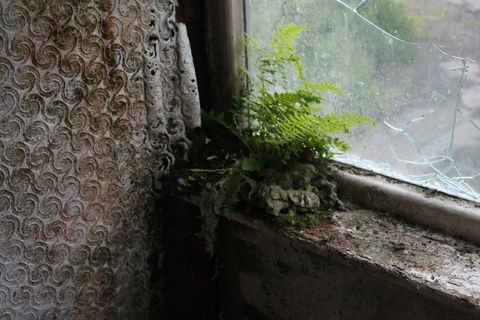 A fern grows on a rotten windowsill, fronds reaching towards the cracked glass. The bright, lively green stands out against the brown and grey, dingy surroundings