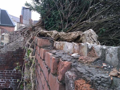 Right side of the wall. Looking straight along it, the buddleia is thicker than a brick is high.