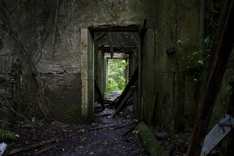 A long view down what was once a corridor in a stone manor. The floor is now covered in a layer of soil, moss and ferns thrive at the edges. At the end of the corridor is the bright green of the surrounding woods.