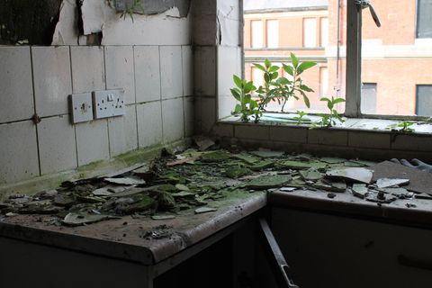 A kitchen side covered in broken glass and chunks of plaster, all coated in algae and moss. At the windowsill, plants grow from the edge of the tile and reach for the broken window.