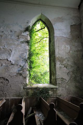 A wall of bright green leaves is visible beyond a church lancet window, vines of ivy are just beginning to reach around to the wall inside, glass lies on the pew below.
