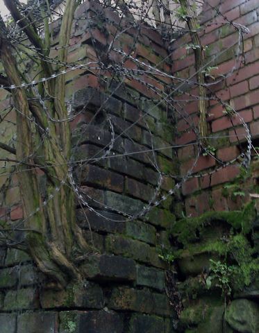A tangle of razorwire covers mossy brickwork.