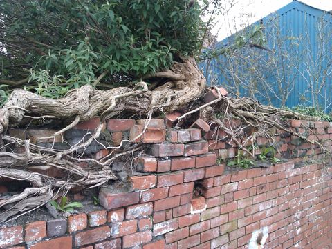 Centre of the wall. Roots either side of the middle have pushed out bricks, forming an unsteady pyramid five courses high. A gnarled trunk reaches from the left to sit atop it.