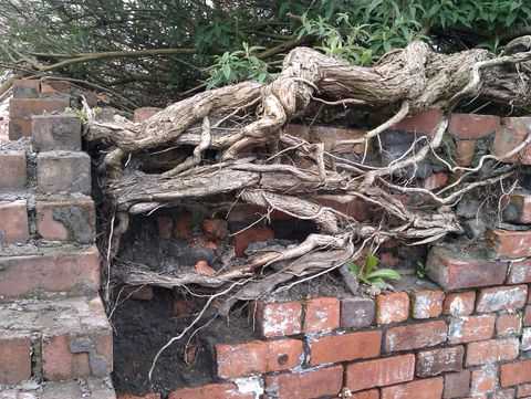 Left side of the wall. A tangle of 3 inch thick roots supplants a section of the brickwork.